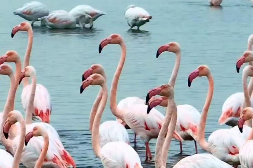 İzmit Körfezi’nde "allı turna" şöleni