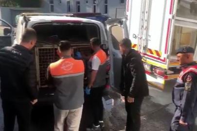 Jandarmadan köpek dövüşçülerine suçüstü