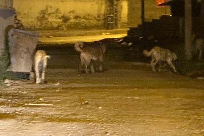 Kağızman’da sokak köpekleri tehlike saçıyor: Vatandaşlar ve veliler tedirgin
