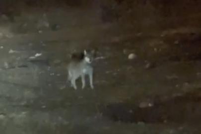 Kars’ın en şaşırtan misafiri: Kurt merkezde gezintiye çıktı