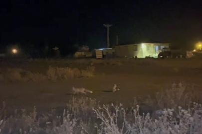 Kars’ta havalar soğudu tilkiler köye indi