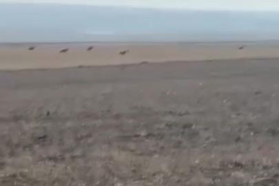 Kars’ta köye inen kurt sürüsü kamerada