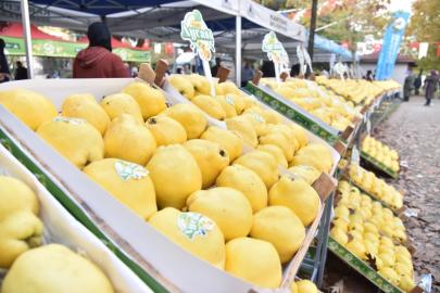 Kartepe’de Eşme Ayva Festivali düzenlenecek
