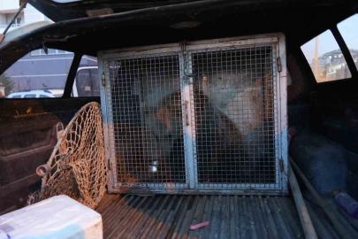 Kastamonu’da ilçenin maskotu haline gelen yavru ayılar, koruma altına alındı