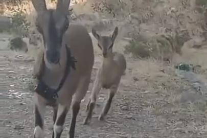 Kazankaya Kanyonu’na bırakılan keçiler yavrulayıp çoğalıyor