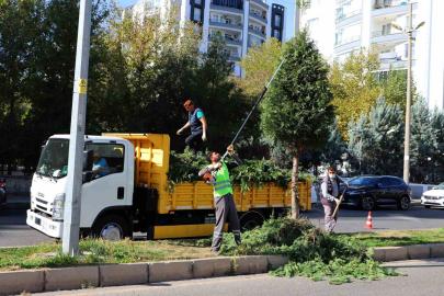 Kent genelinde ağaç budama çalışmaları başladı