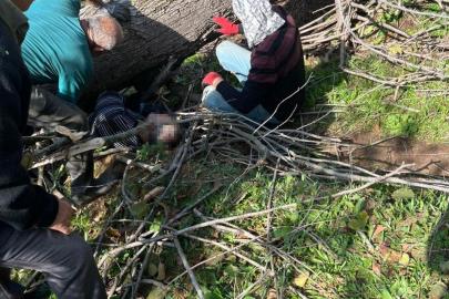 Kestiği ağacın altında kalarak yaralanmıştı, hastanede hayatını kaybetti