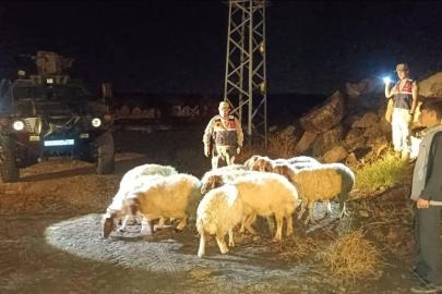 Kilis’te kaybolan 11 koyun jandarma ekiplerince bulundu