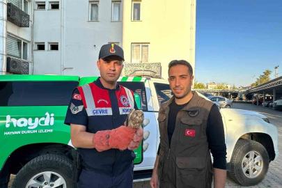 Kilis’te yaralı halde bulunan kerkenez kuşu koruma altına alındı