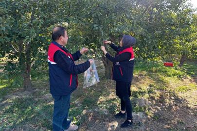 Kiraz ve vişne de zararlılara karşı numune alındı