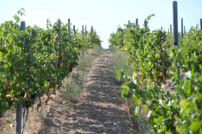 Kırklareli’nde zirai dondan etkilenen üreticilere destek ödemesi