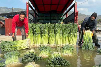 Kış sebzesi pırasada hasat heyecanı