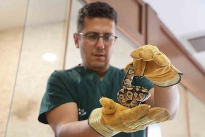 Konya’da bir şahsın cebinden çıkan yavru piton yılanı koruma altına alındı