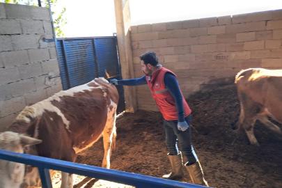 Köşk’te büyükbaş hayvanlarda şap aşılaması sürüyor