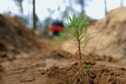 Küllerinden doğan ormanlar: Yanan alanlar özel dikim tekniğiyle yeniden yeşeriyor