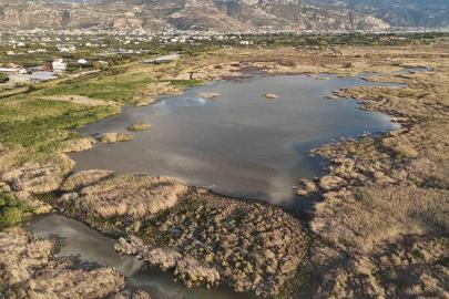 Kuraklığın etkisiyle çölü aratmaz hale gelen Milleyha’da yağışlarla birlikte kuşların sesleri yankılanmaya başladı