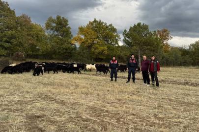 Kütahya’da kayıp 70 keçi, jandarma tarafından bulundu