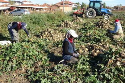 Kütahya’da pancar hasadı başladı