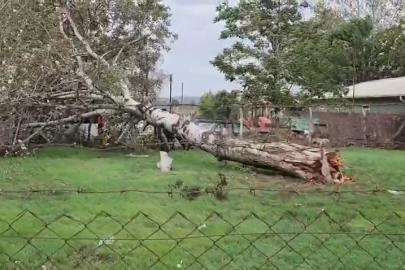 Lodos sebebiyle ağaç ve elektrik direği devrildi