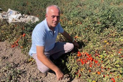 Londra’da kazandıklarıyla memleketine toprak yatırımı yaptı