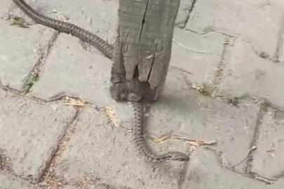 Mahallelinin korkulu rüyası olan yılan, 3 günlük nöbet sonrası yakalandı