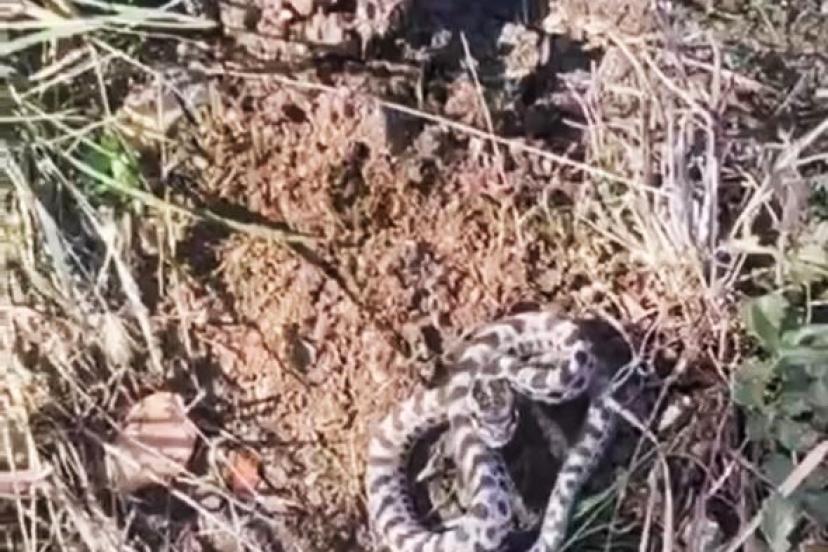 Mantar ararken dünyanın en zehirli yılanlarından engerekle karşılaştı