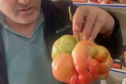 Mardin’de 1 kilo 400 gramlık domates hayrete düşürdü