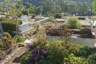 Marmaris’te yaban domuzlarının yeni adresi mezarlıklar