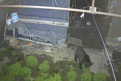 Marul çadırında şaşırtan misafir: Yavru ayı iki gecedir marul ziyafeti çekiyor