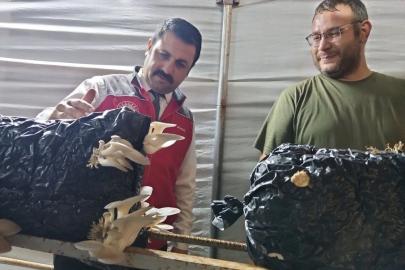 Menteşe’de istiridye mantarı üretimine yerinde denetim