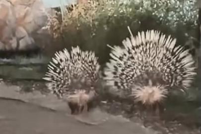 Menteşe’de oklu kirpiler kamerada