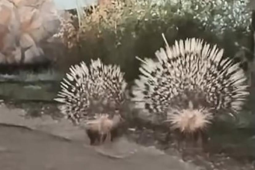 Menteşe’de oklu kirpiler kamerada