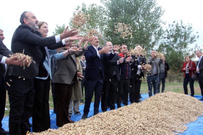 Meriç’te fıstık şenliği
