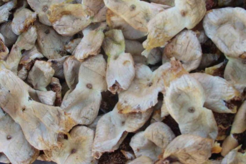 Mersin’de incir sezonu sona erdi, üreticisinin yüzü güldü