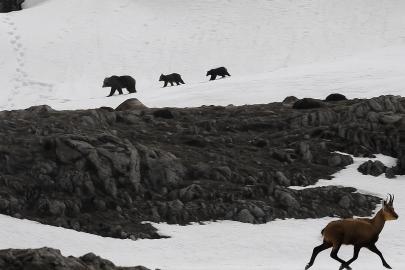 Munzur Dağı’nda nefes kesen anlar: Boz ayıdan kaçan dağ keçileri kamerada