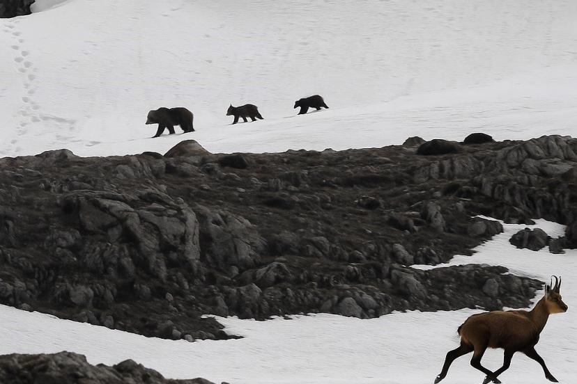 Munzur Dağı’nda nefes kesen anlar: Boz ayıdan kaçan dağ keçileri kamerada