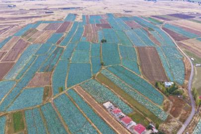 Muş Ovası’nda lahana hasadı başladı: 150 milyon liralık katkı bekleniyor
