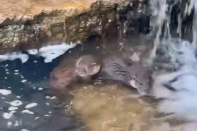Nadir görülen yavru su samurları görüntülendi