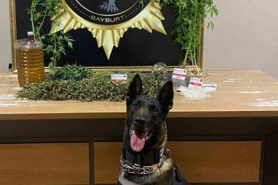 Narkotik köpeği Pablo’nun hassas burnu esrarı ve keneviri yakalattı