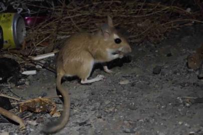 Nesli tükenme tehlikesindeki Arap tavşanı görüntülendi