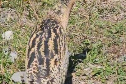 Nesli tükenmekte olan Güney Amerika balabanı Artvin’de görüldü
