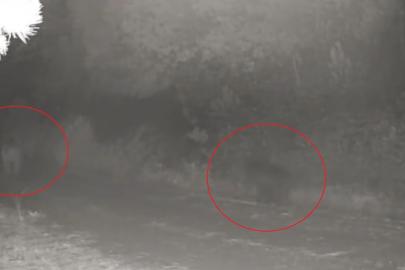 Ormanda yiyecek arayan anne ayı ve yavrusu fotokapanda