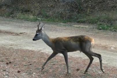 Ormanda yiyecek arayan karacalar fotokapanda