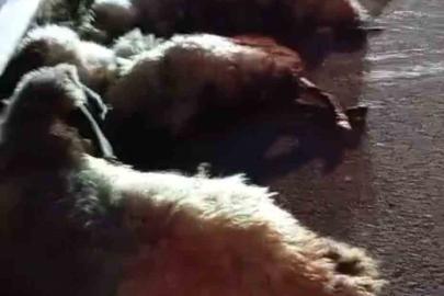 Otomobil sürüye çarptı, onlarca koyun telef oldu
