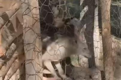 Özalp’te kafeste tutulan kurt kurtarıldı