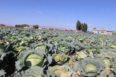 Patnos’ta Lahana hasadı başladı