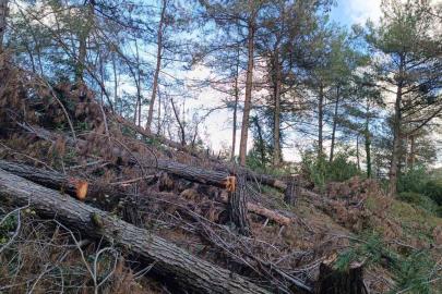 Payas kırsalı ormanlık alanda 20 adet kızılçam ağacı kesilmiş halde bulundu