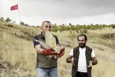Peçeli baykuş yeniden yaban hayatta