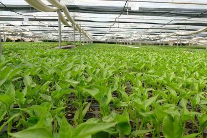 Prof. Dr. Resul Gerçekçioğlu: "Yabancı türler genetik mirasımızı yok etti"