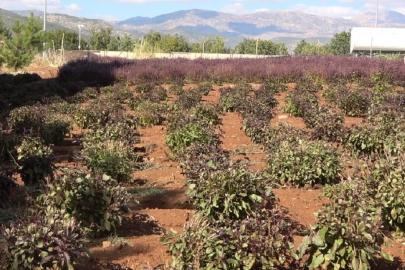 Reyhan tohuma bırakıldı, arılar bal üretti